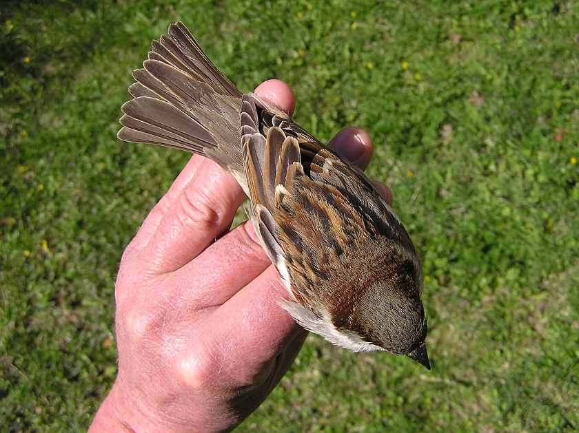 House Sparrow, Digrans 20070430